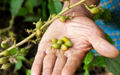 Explorez le monde de la cardamome : Cuisinez avec cette épice unique